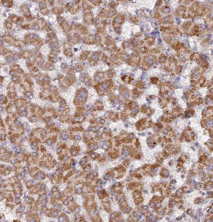 FAM210B Antibody