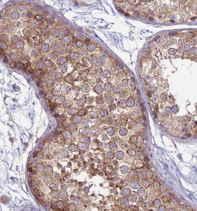 SUCO Antibody - BSA Free