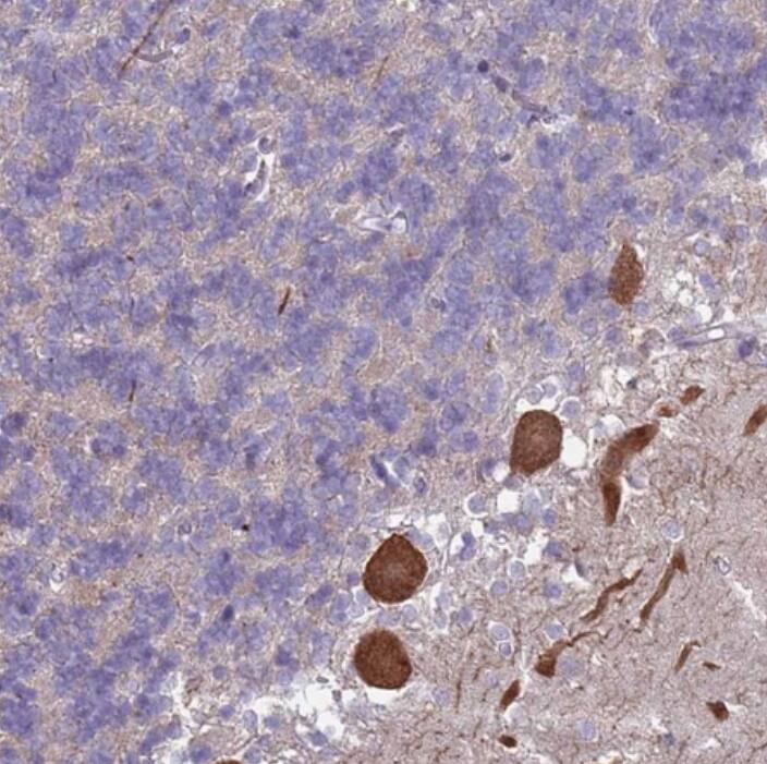 SUCO Antibody - BSA Free
