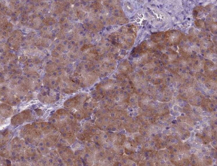 SUCO Antibody - BSA Free