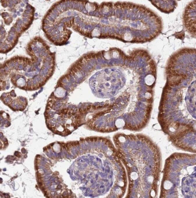 SUCO Antibody - BSA Free