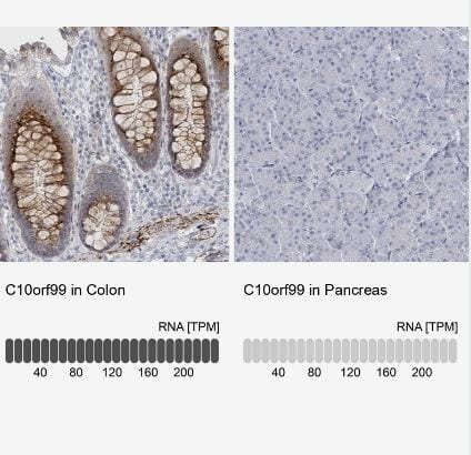 GPR15L Antibody