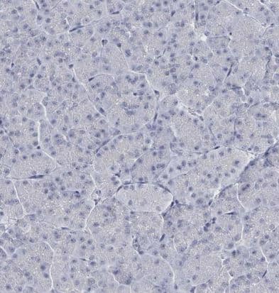 GPR15L Antibody