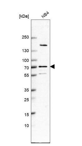 ANKRD55 Antibody