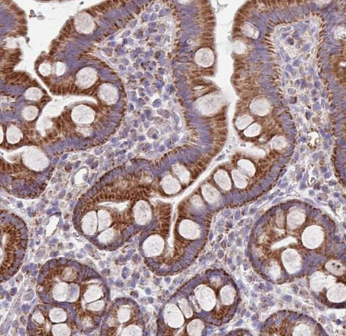 FAM105B/OTULIN Antibody - BSA Free