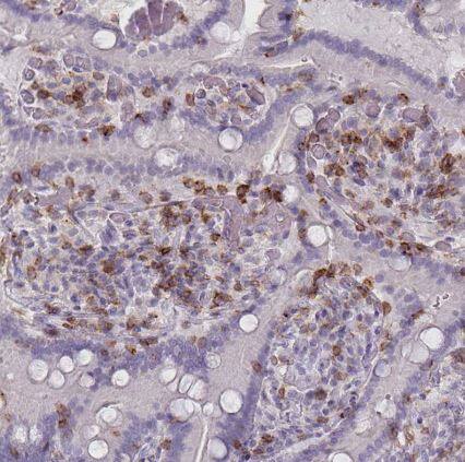 CD45 Antibody (CL0160)