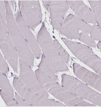 CD45 Antibody (CL0160)