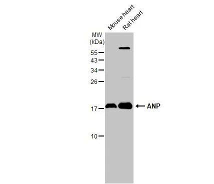preproANP Antibody