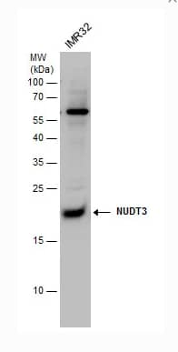 NUDT3 Antibody