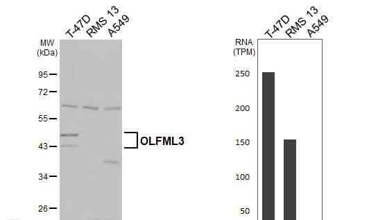 OLFM-L3 Antibody