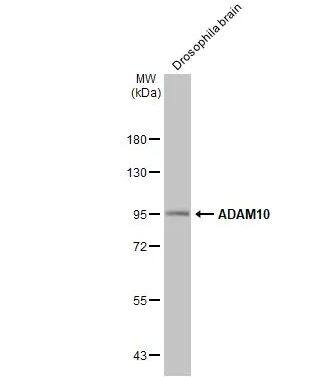 ADAM10 Antibody