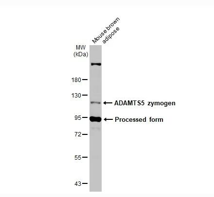 ADAMTS5 Antibody