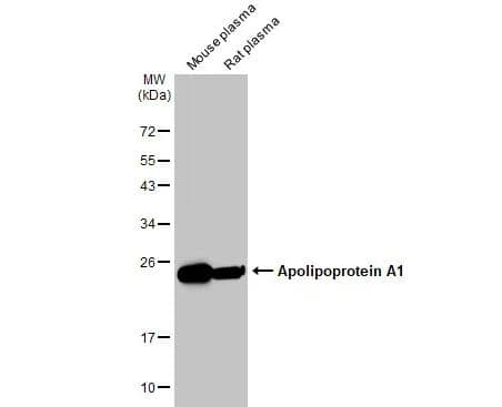 Apolipoprotein A-I/ApoA1 Antibody