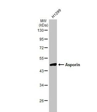 Asporin Antibody