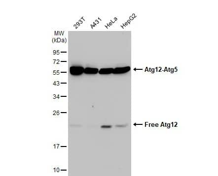 ATG12 Antibody