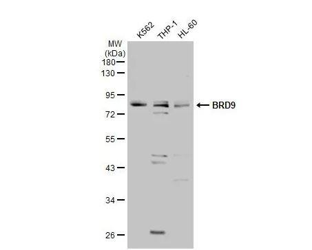 BRD9 Antibody