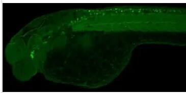 Calmodulin 3 Antibody