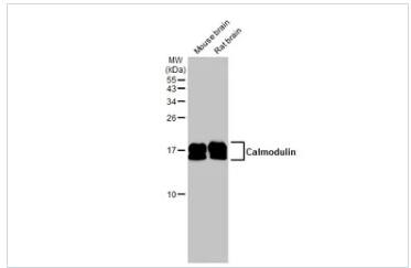 Calmodulin 3 Antibody
