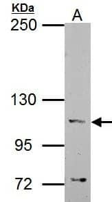 Catenin alpha 1 Antibody
