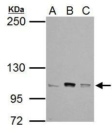 Catenin alpha 1 Antibody