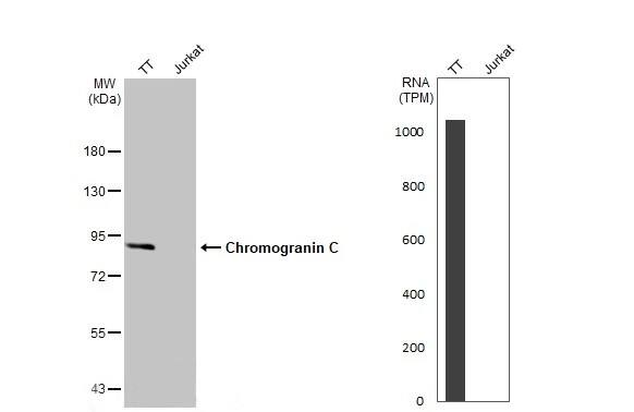 Chromogranin C Antibody