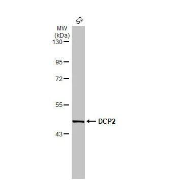 DCP2 Antibody