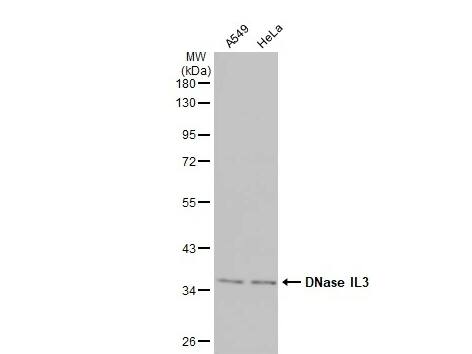 DNASE1L3 Antibody