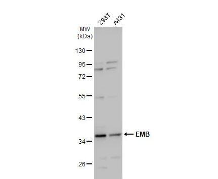Embigin/EMB Antibody