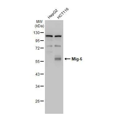 ERRFI1 Antibody