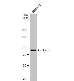 Ezrin Antibody