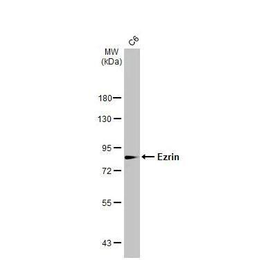 Ezrin Antibody