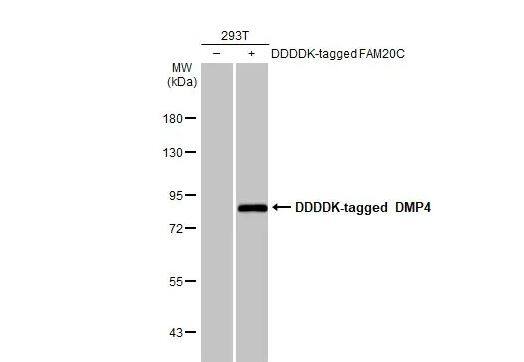 FAM20C Antibody