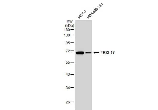FBXL17 Antibody - BSA Free