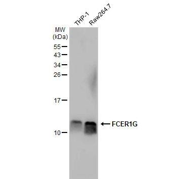 FCER1G Antibody