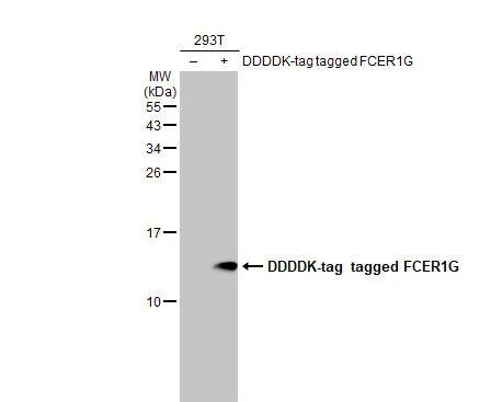 FCER1G Antibody