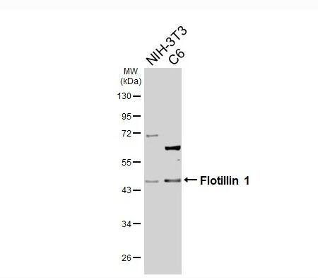 Flotillin-1 Antibody - BSA Free