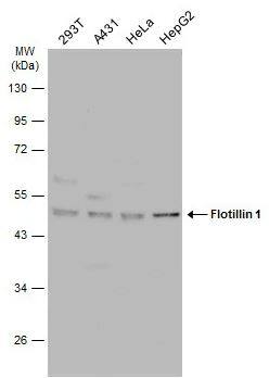 Flotillin-1 Antibody