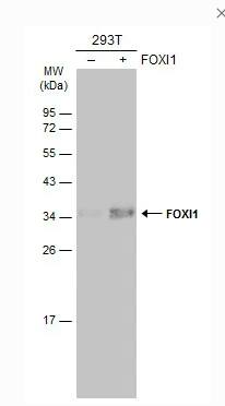 FOXI1 Antibody - BSA Free
