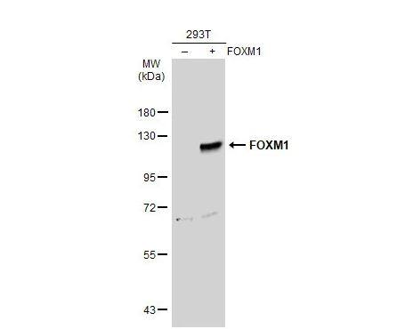 FoxM1 Antibody