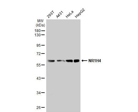 FXR/NR1H4 Antibody