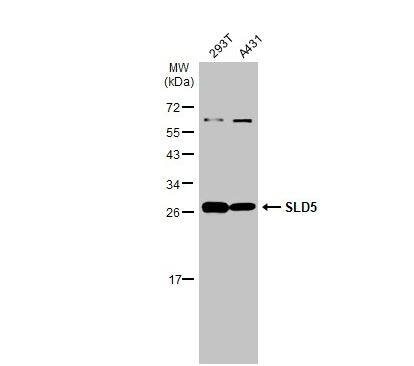 GINS4 Antibody GINS4 Antibody