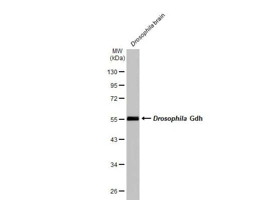 Glutamate Dehydrogenase Antibody