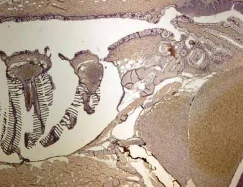 Glycogen phosphorylase, muscle form Antibody