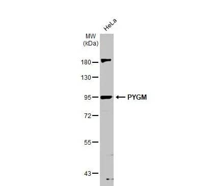 Glycogen phosphorylase, muscle form Antibody