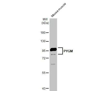 Glycogen phosphorylase, muscle form Antibody