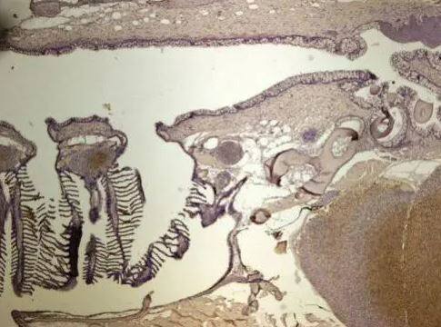 GO Protein alpha Antibody