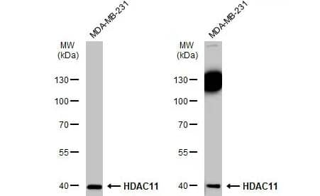HDAC11 Antibody