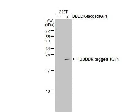 IGF-I/IGF-1 Antibody