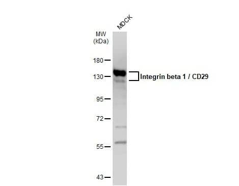 Integrin beta 1/CD29 Antibody