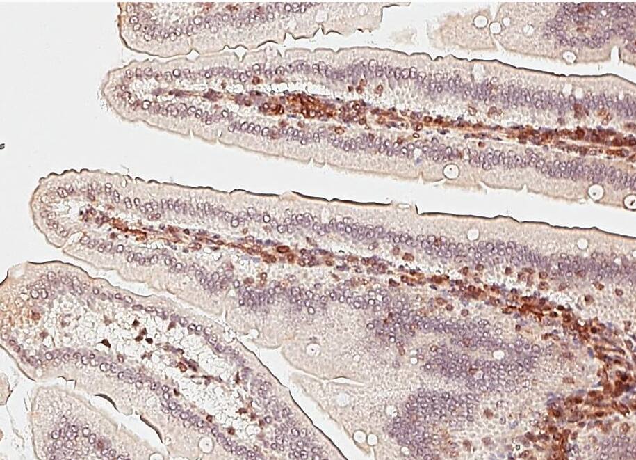 ISG20 Antibody - BSA Free